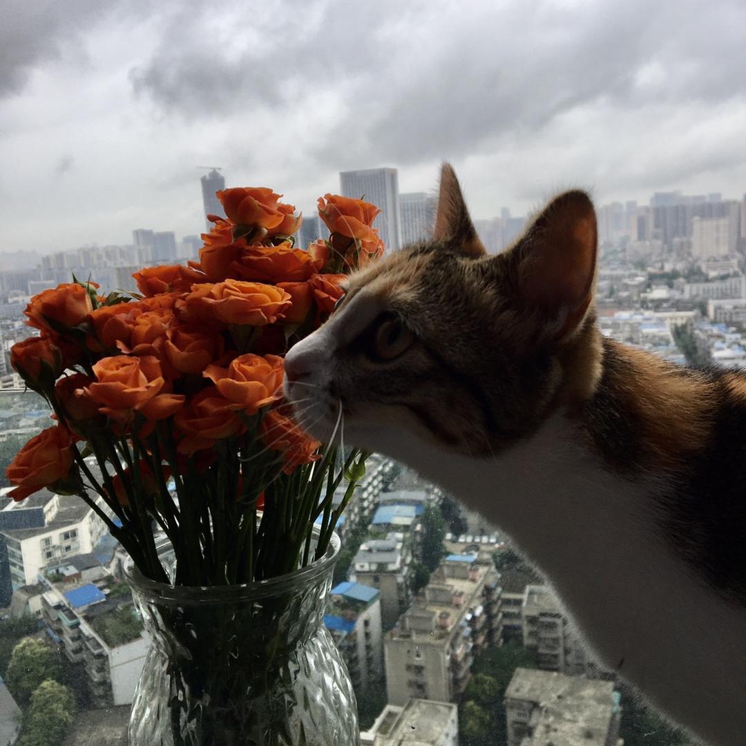 密斯雷克