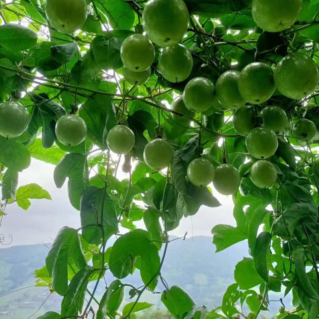 农村人土特产店