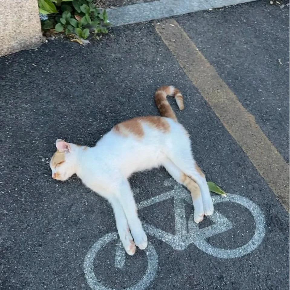 车主（腰间盘突出治疗版）