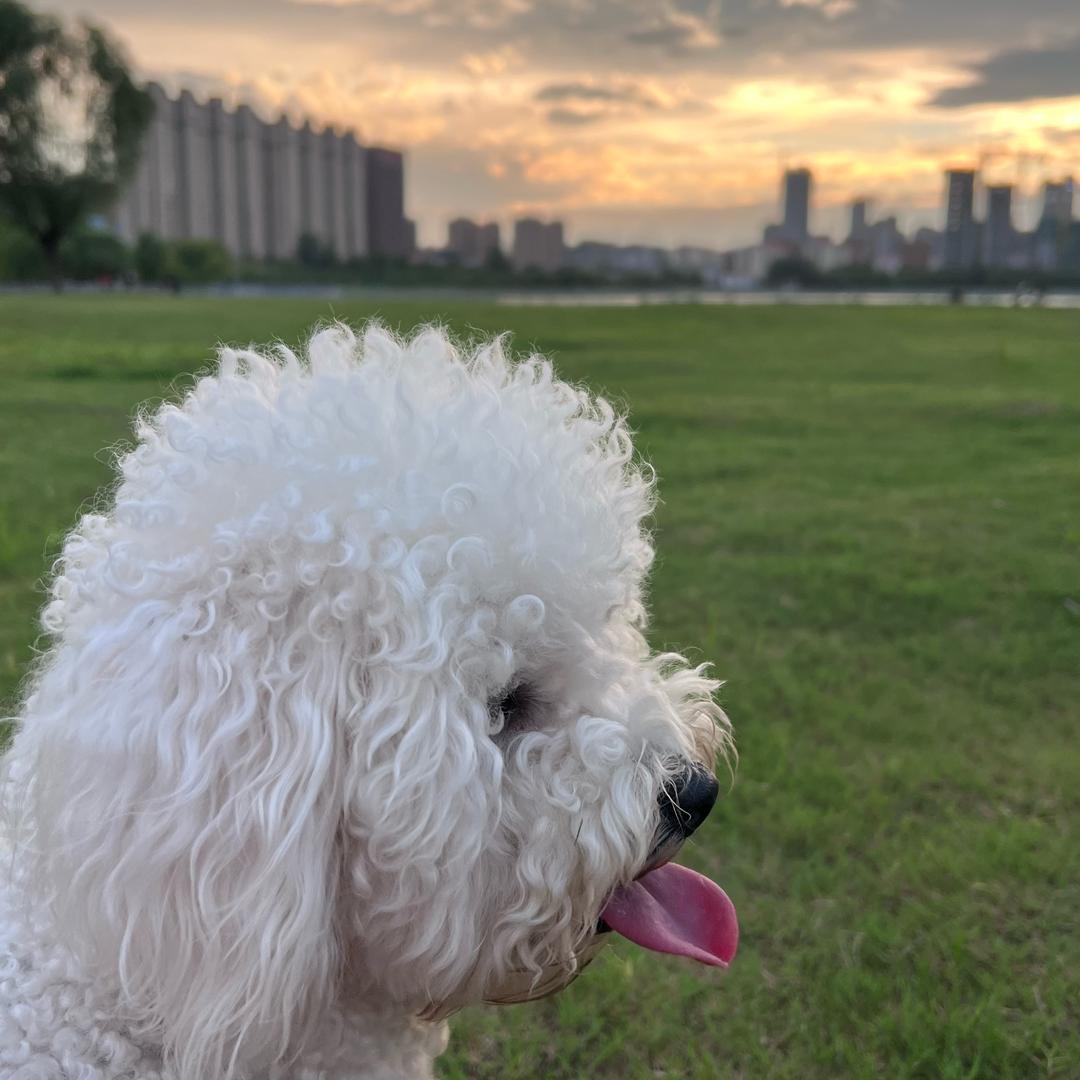 汪星人（俱乐部）