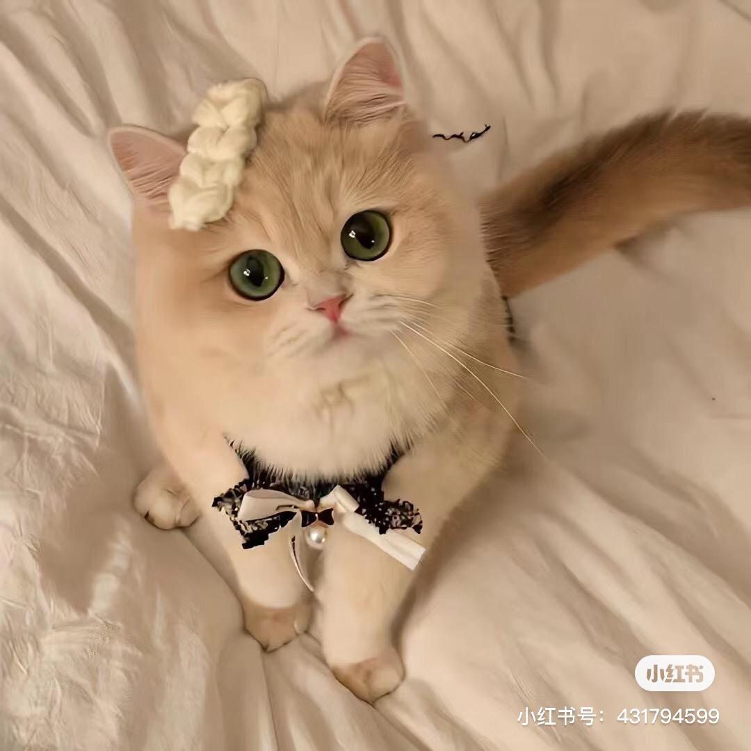 猫猫分配💕