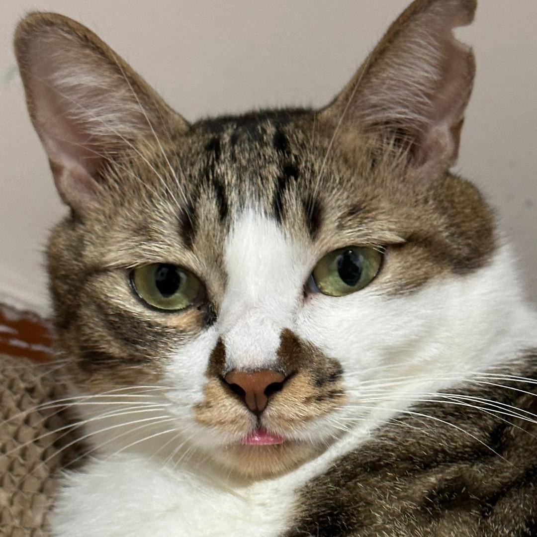 小猪莱恩