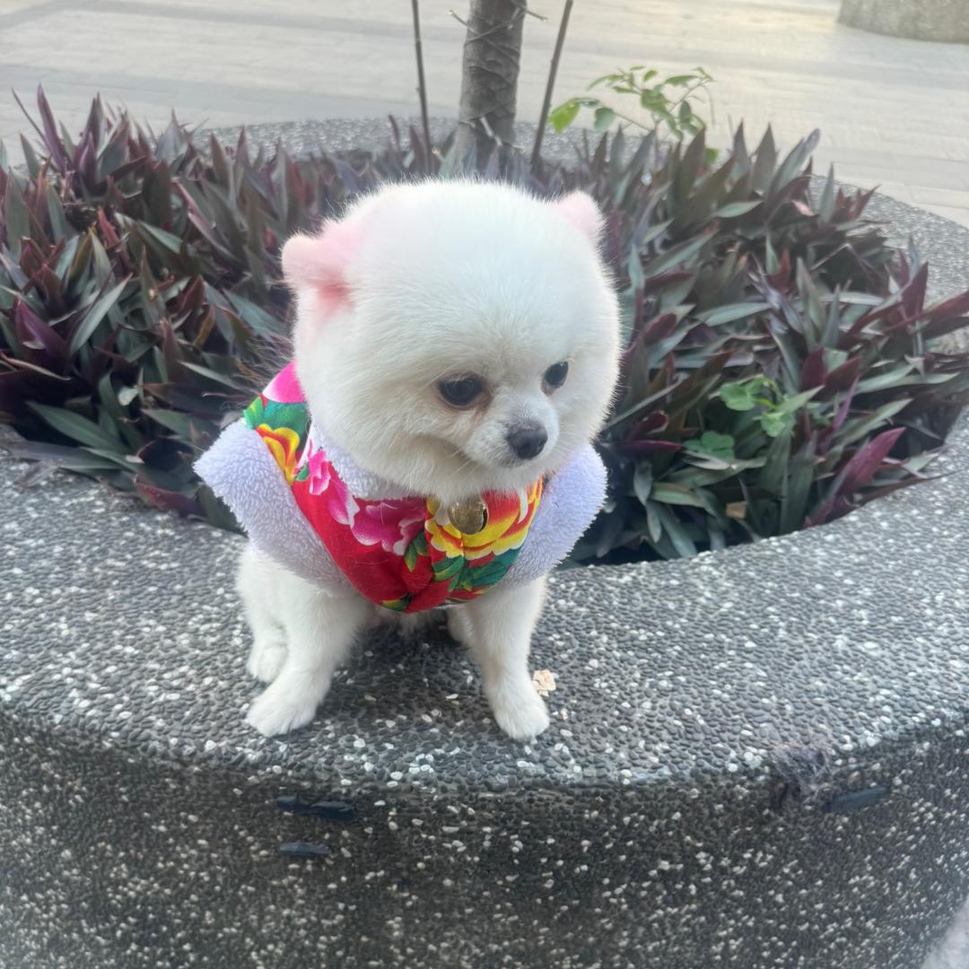 ଫ᭄🕊农🕊ൢᩚꦿꦵ🕊村🕊ꩵ🕊锅