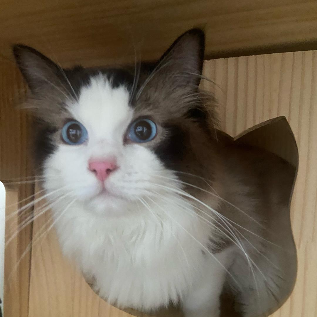 拉猪和布偶猫的生活