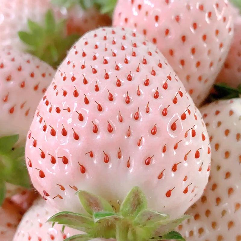 小蜻蜓花园