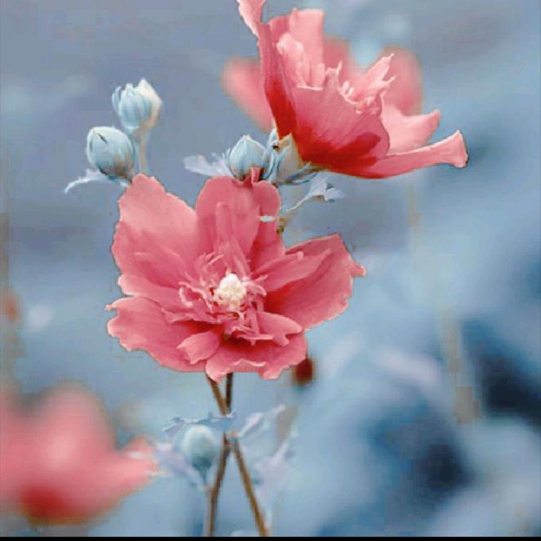 两朵茉莉花🌷