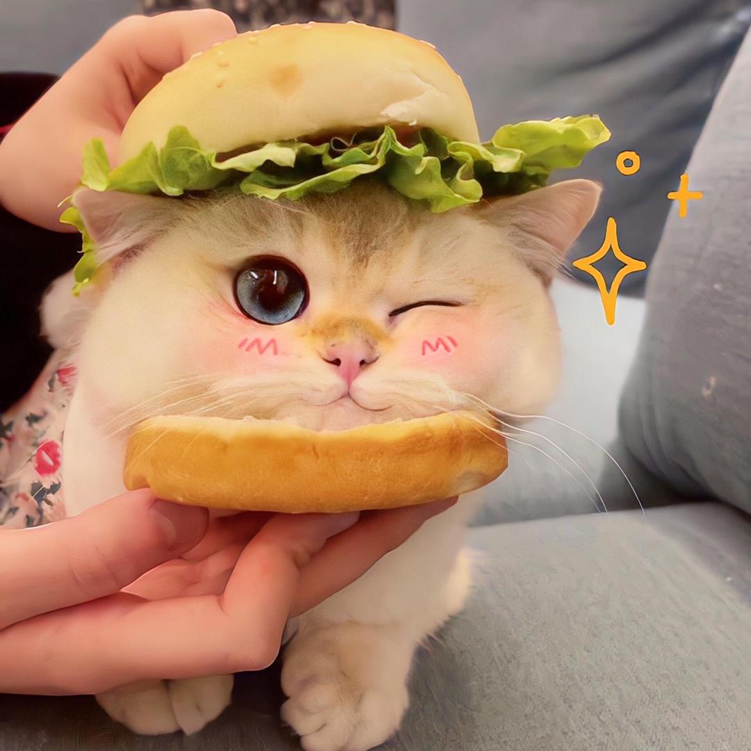 陈菠萝