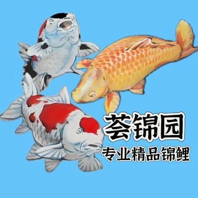 荟锦园锦鲤