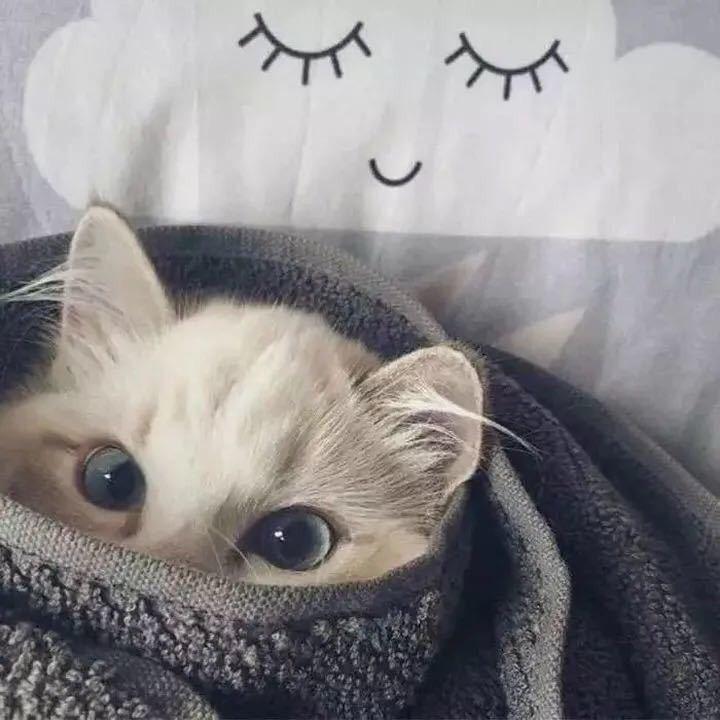 大魔王的猫先生
