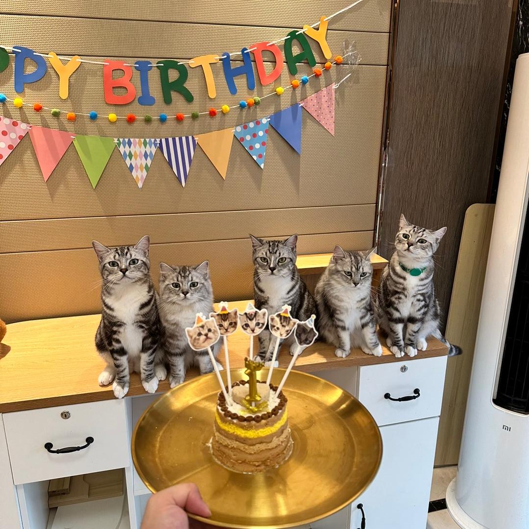 朱茜一家十口🐱