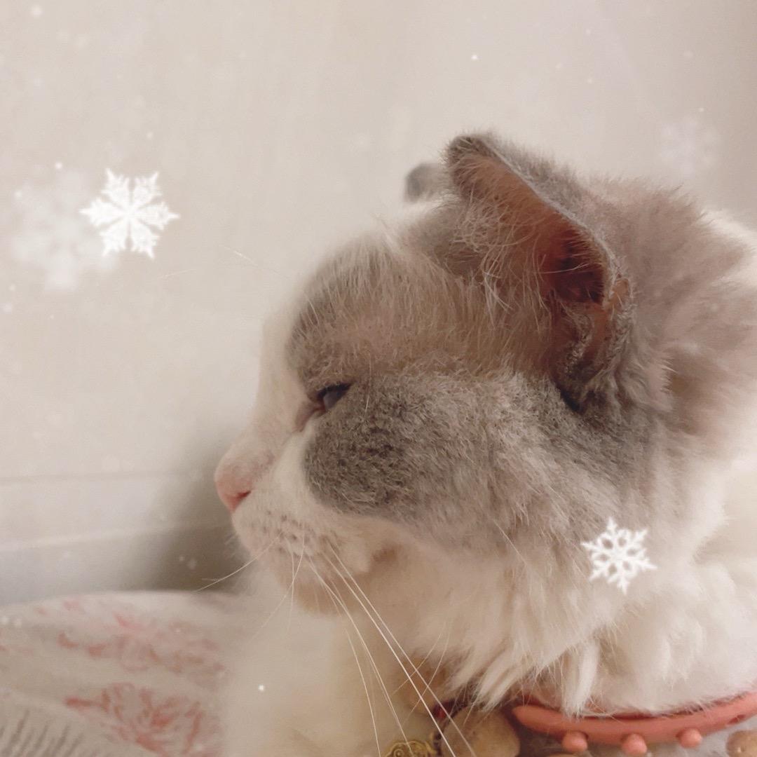 与流浪猫的故事