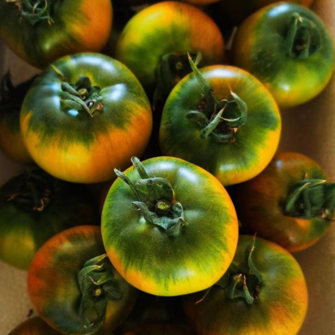 大年盘锦碱地柿子