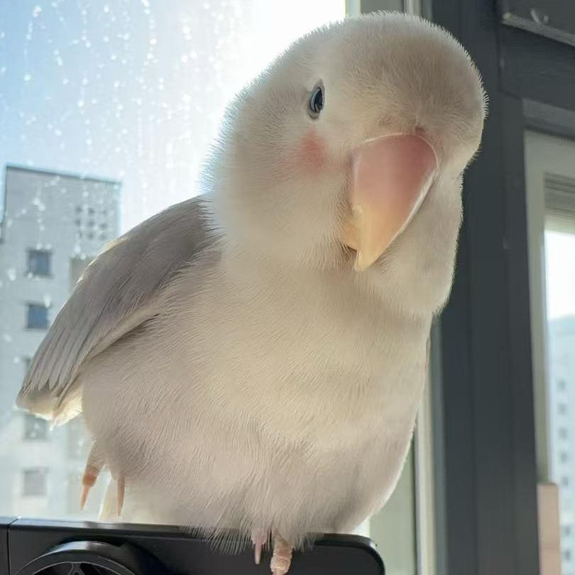 小【何】才露尖尖角