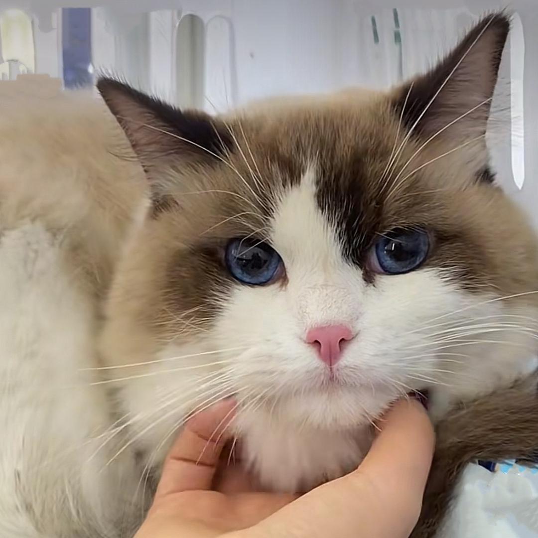 一只叫蛋糕的猫