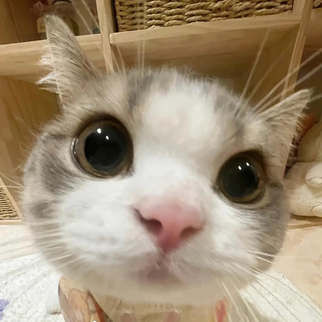 小林的猫meme