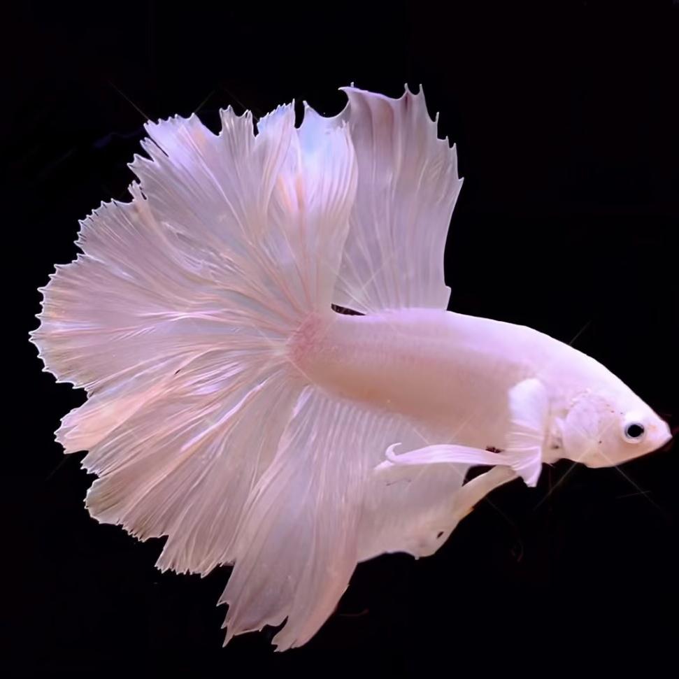 晶鳞泰斗水族馆