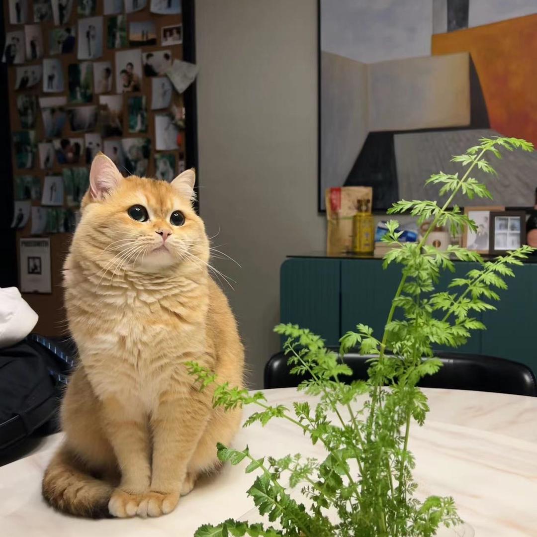 金渐层宠物猫舍