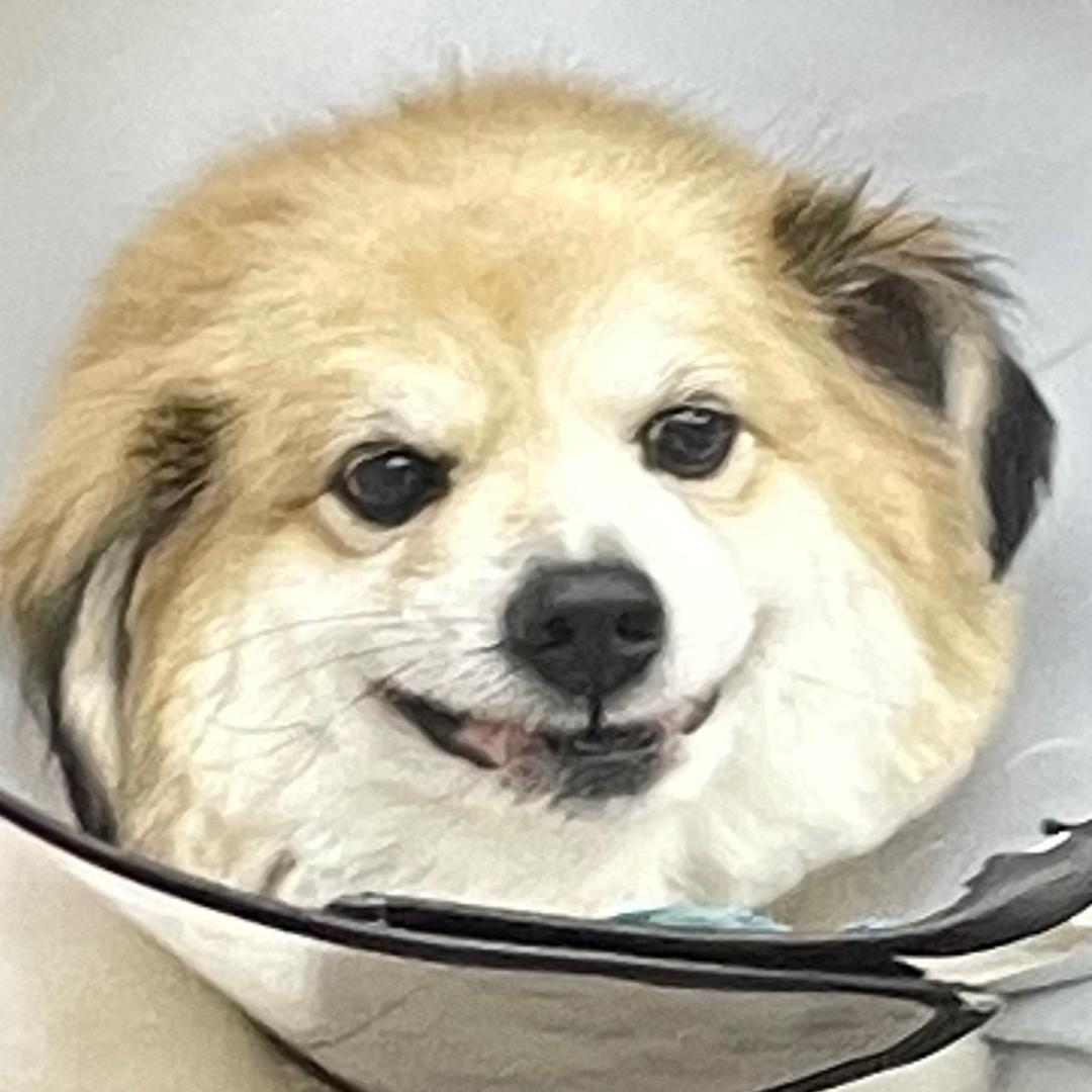 打工仔z