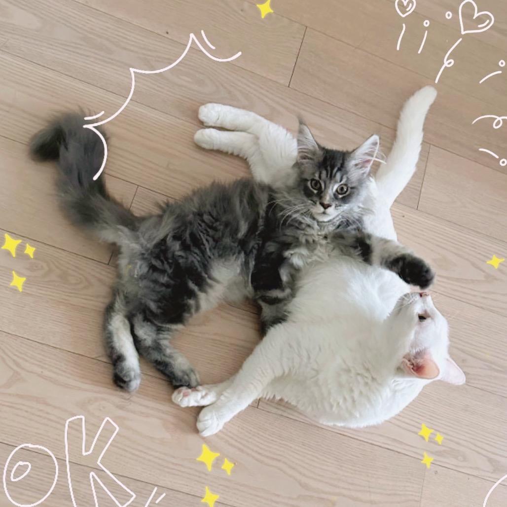 丑丑的弟弟叫莱米