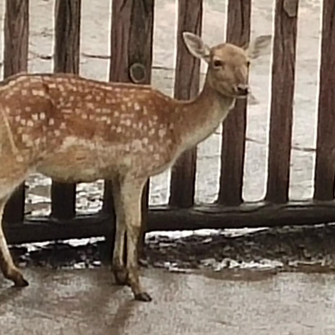 一顿八碗饭