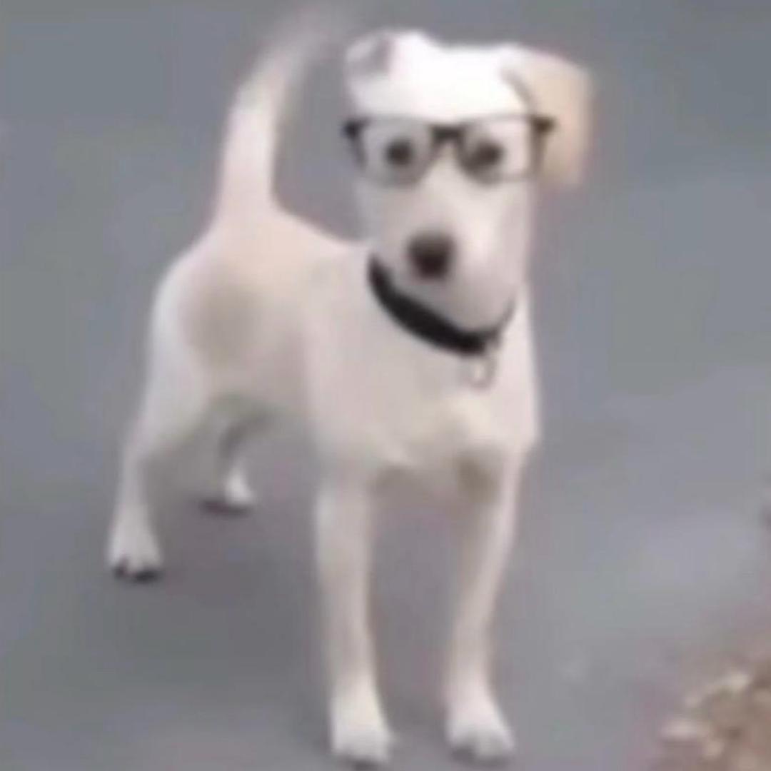 狗不