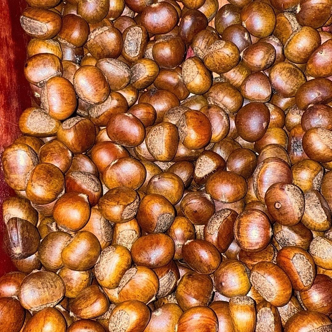 坤坤板栗王（栗留香