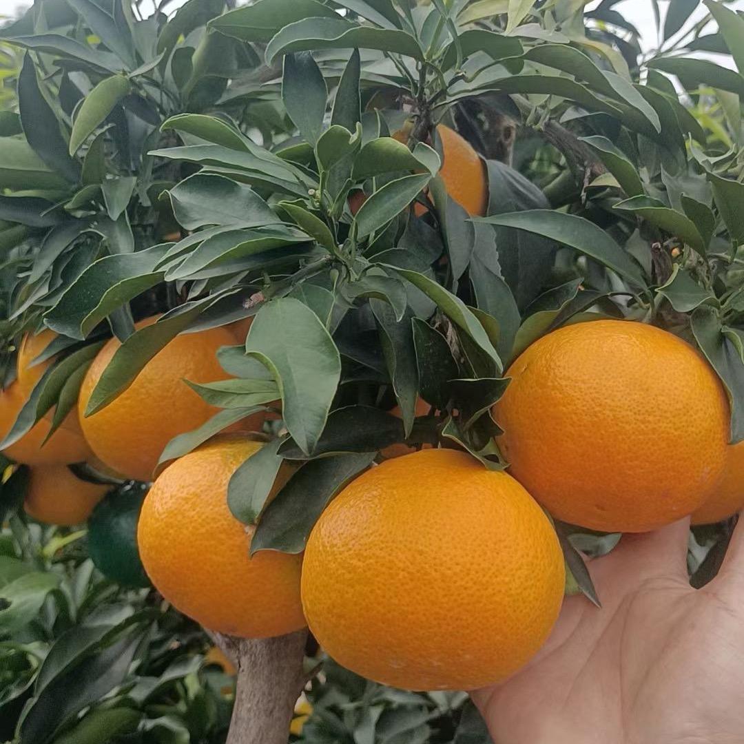 明丰果业