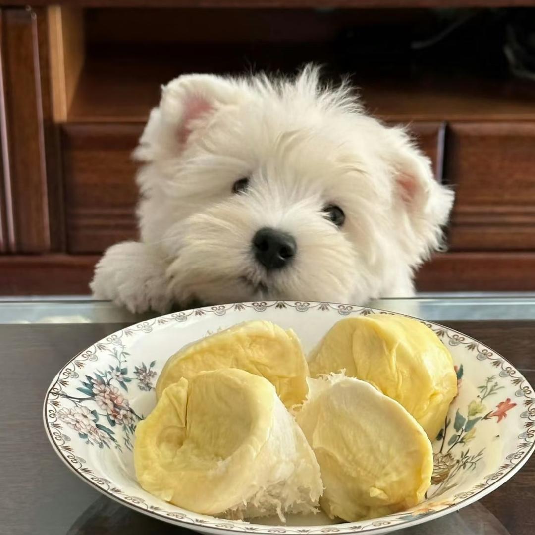 🧃头像
