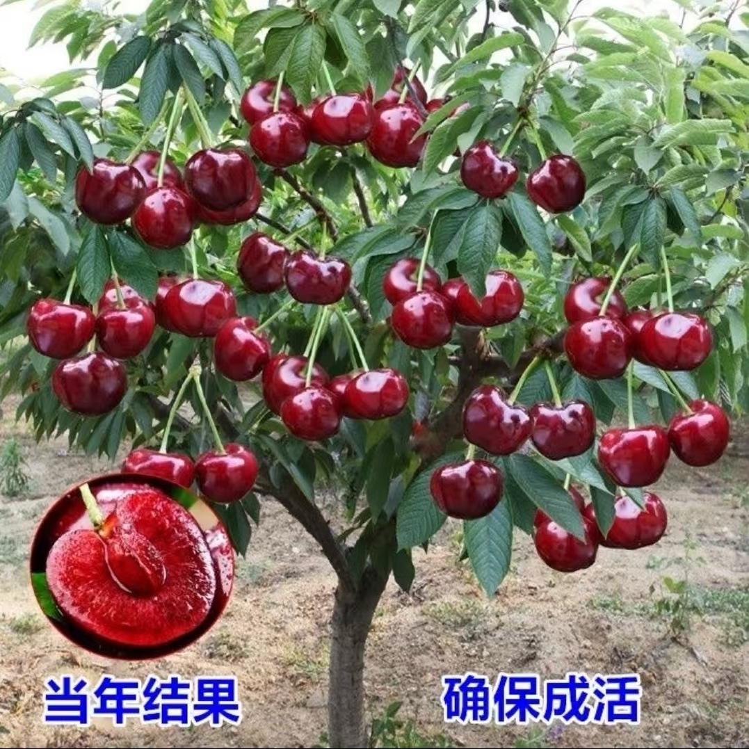 爵谷富同果树苗木专卖店