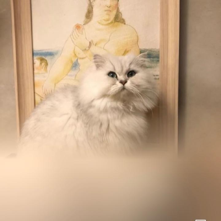 AI金毛狮王