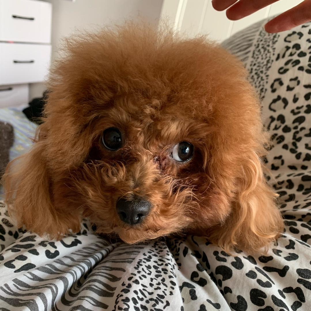 农家锅巴小炒鸡