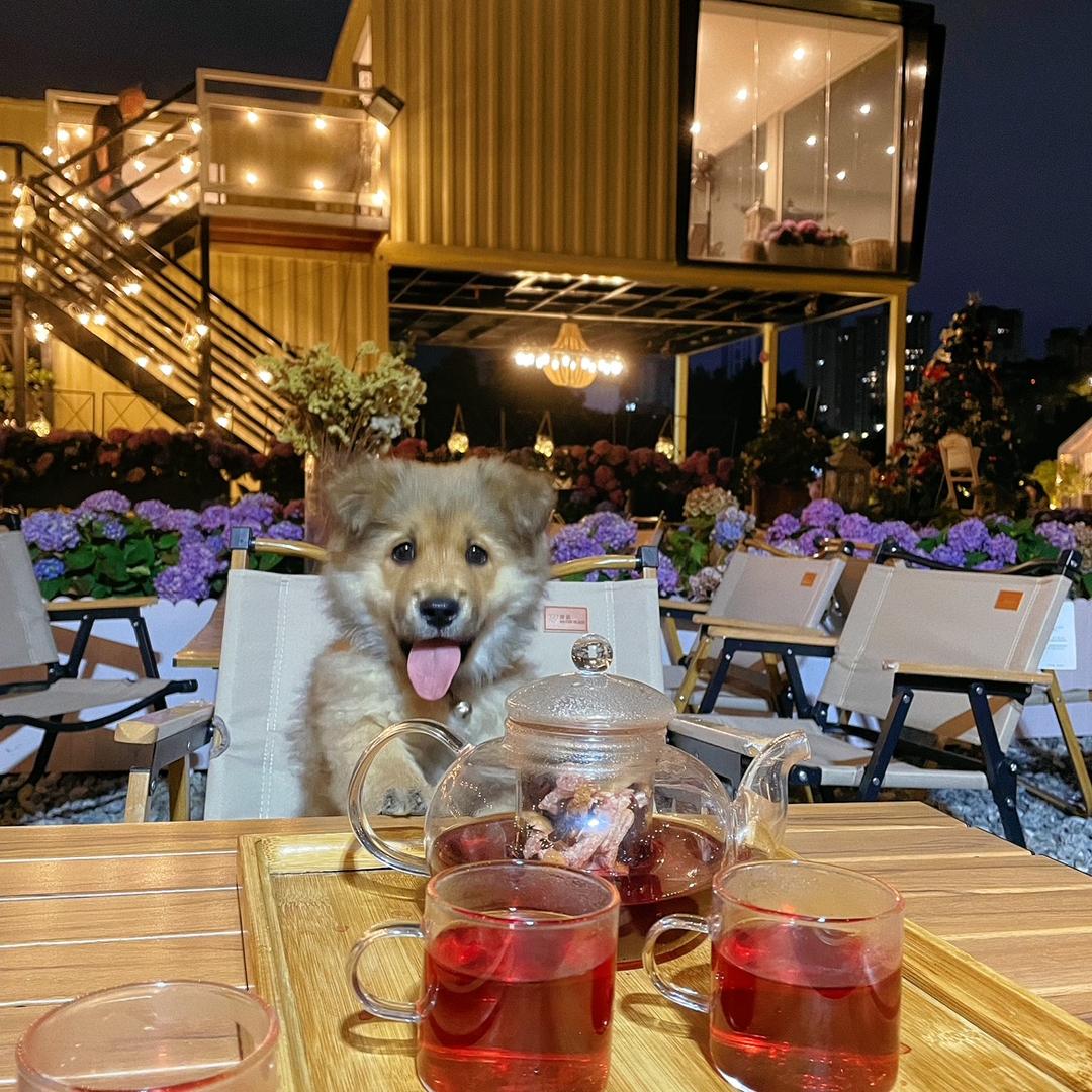 Icey的小旺仔🐶