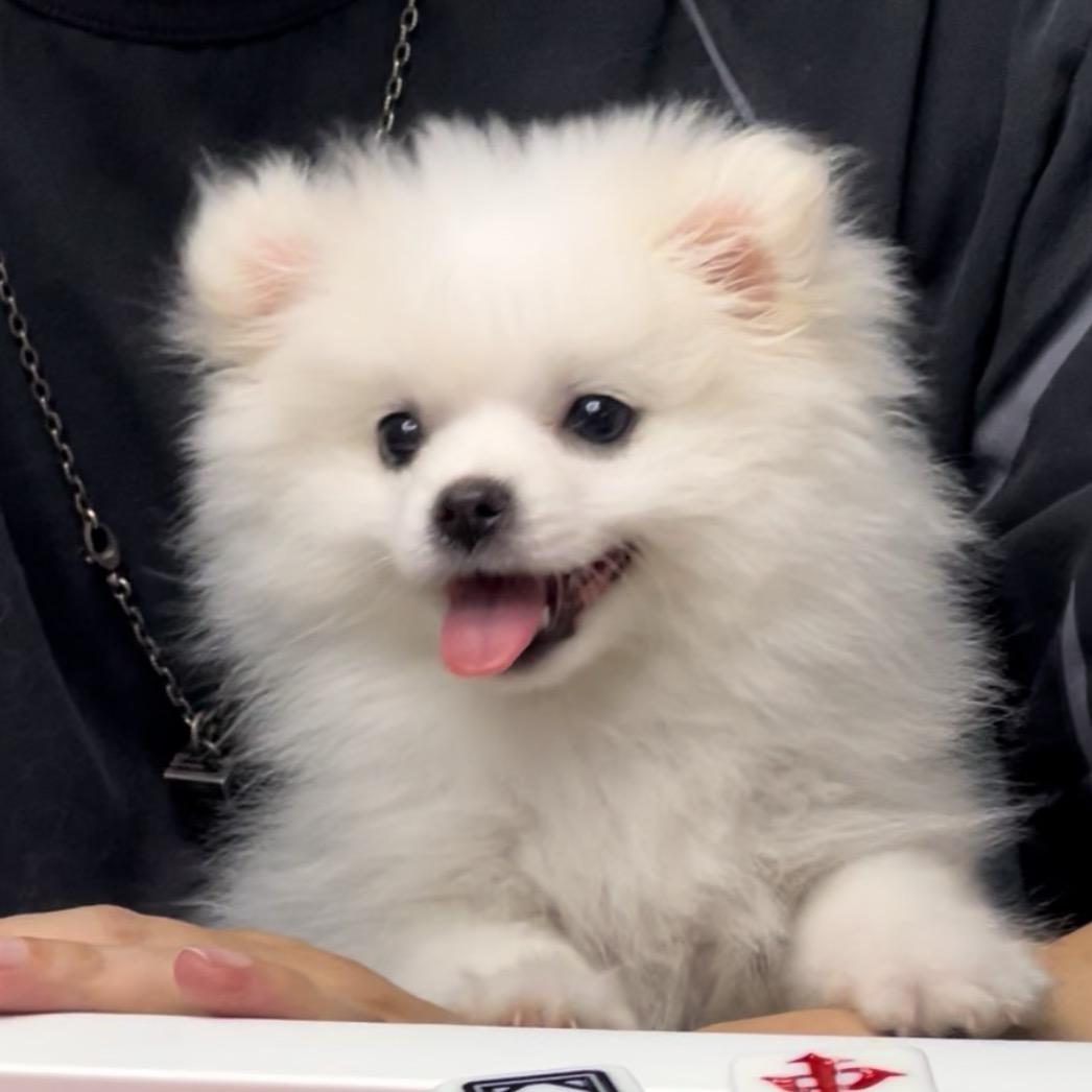 金豆是只小博美（薅羊毛版）