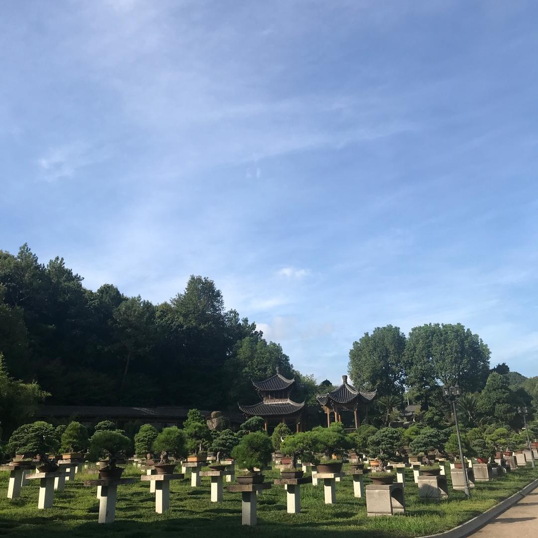 孙氏·金弹子盆景