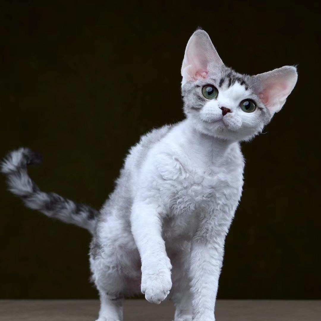 小仙女德文卷毛猫