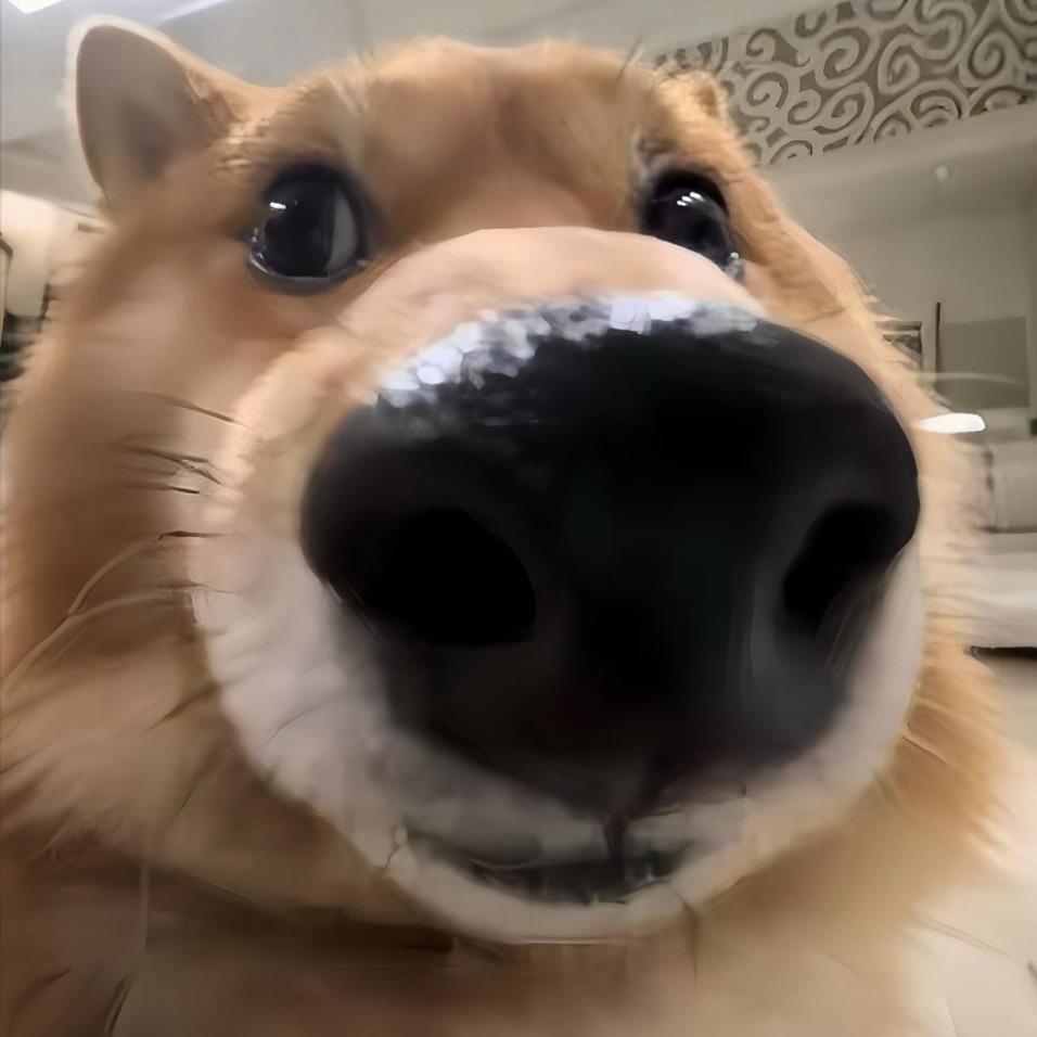 爱莎蛋