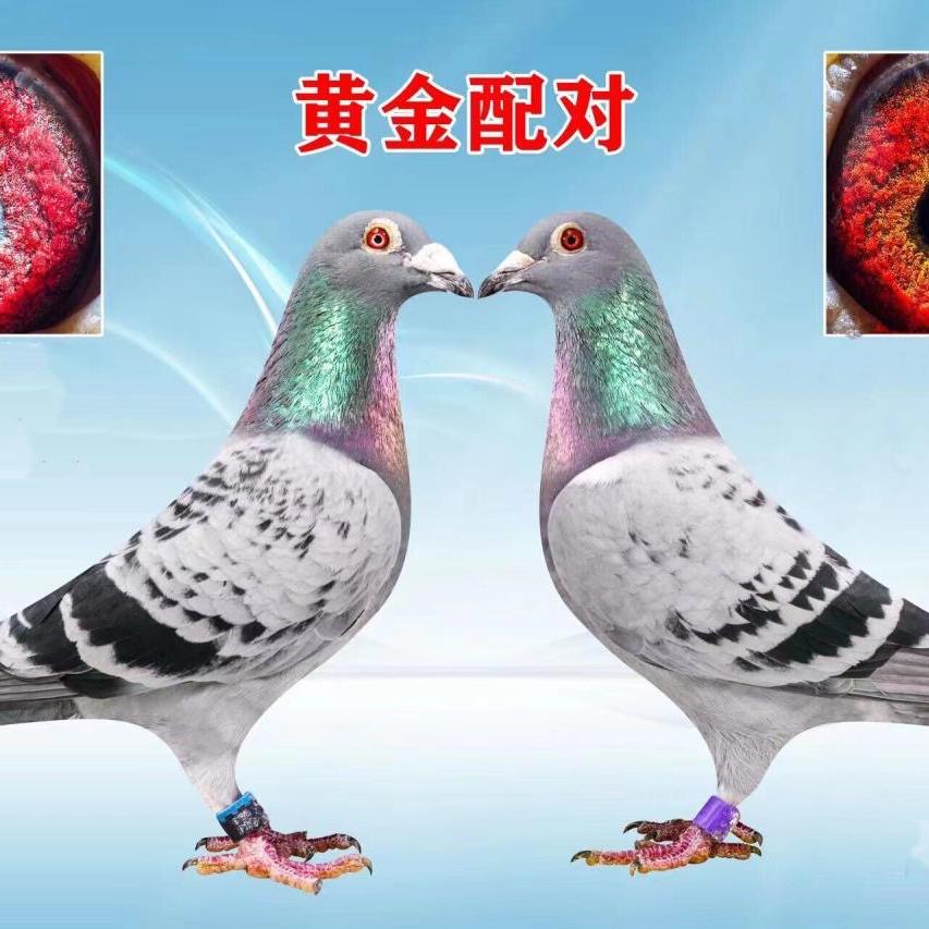 久久鸽舍