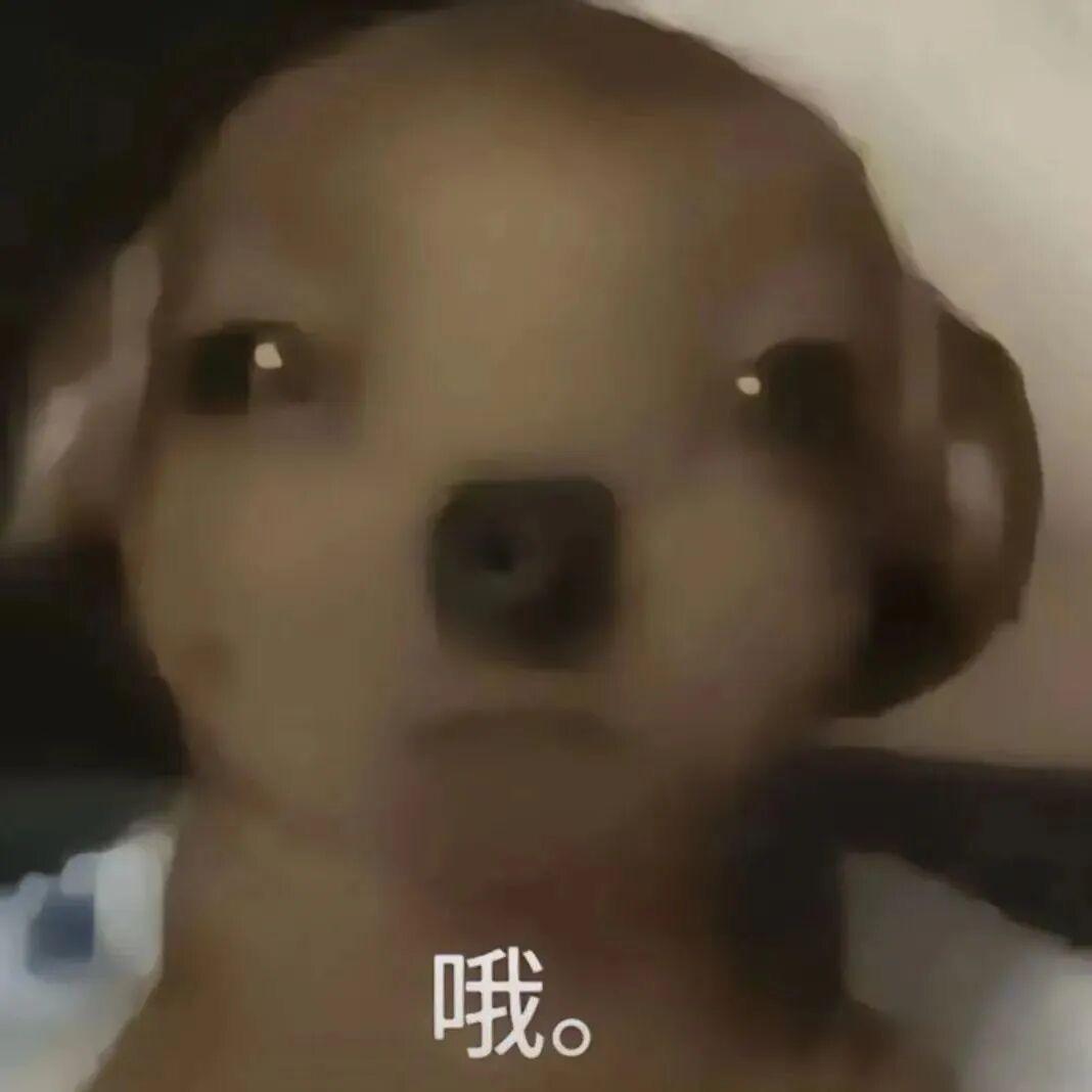 小白（抽象版）