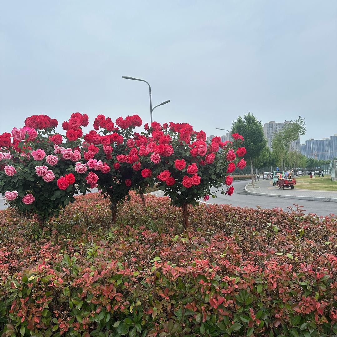 棒棒糖(❛ัᴗ❛ั⁎)