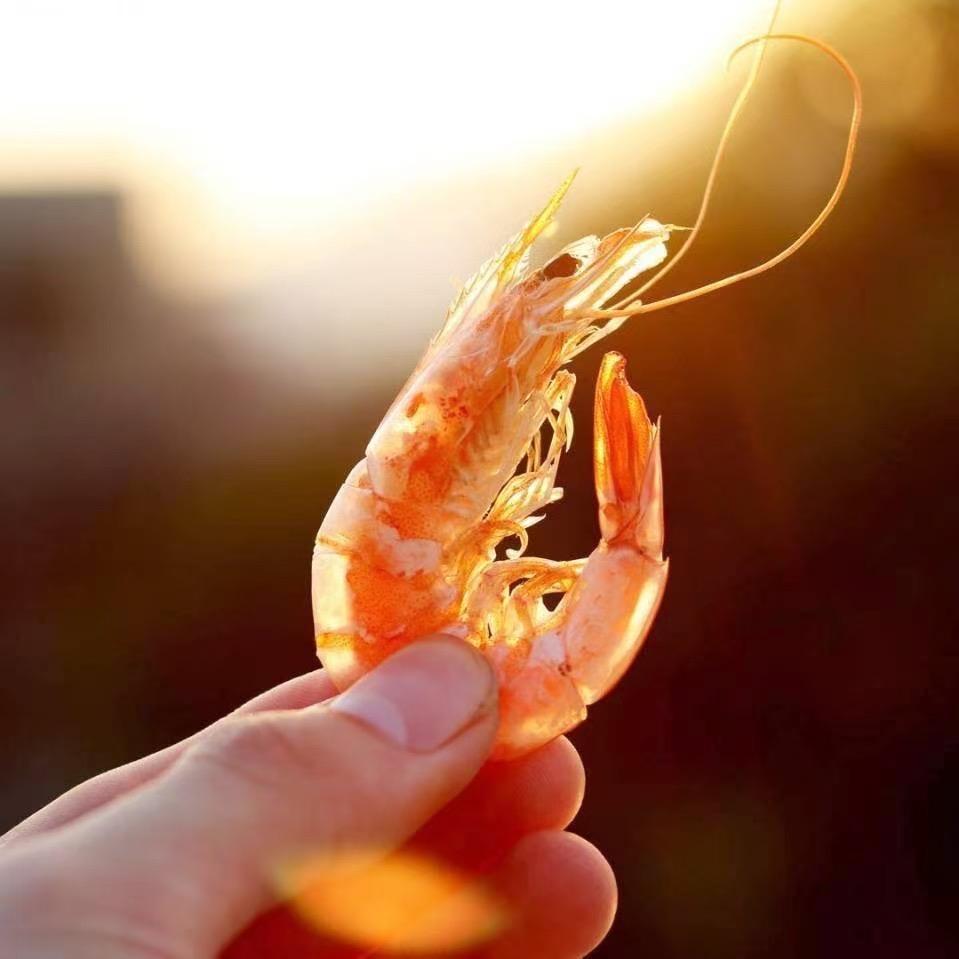 爱上释迦果的虾