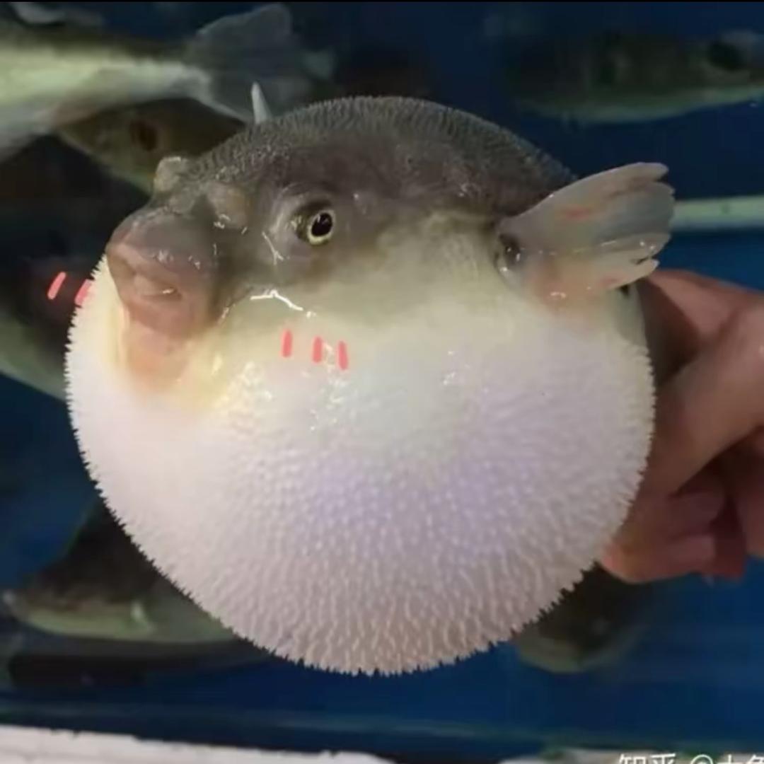 大古仔赶海