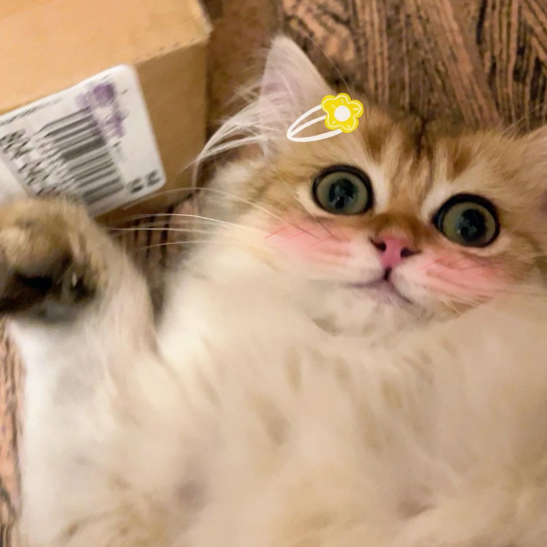 咩咩羊一只