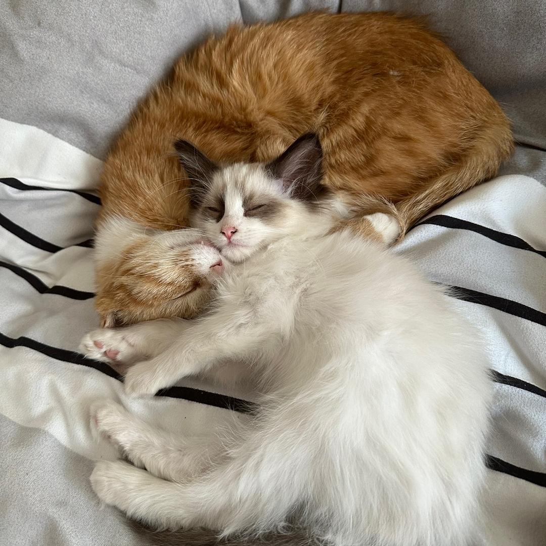 🍃六六与米粒🐱