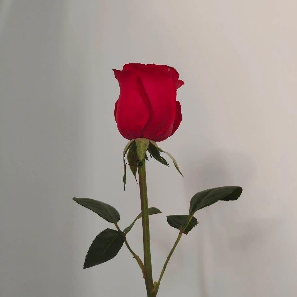 茹果很美好
