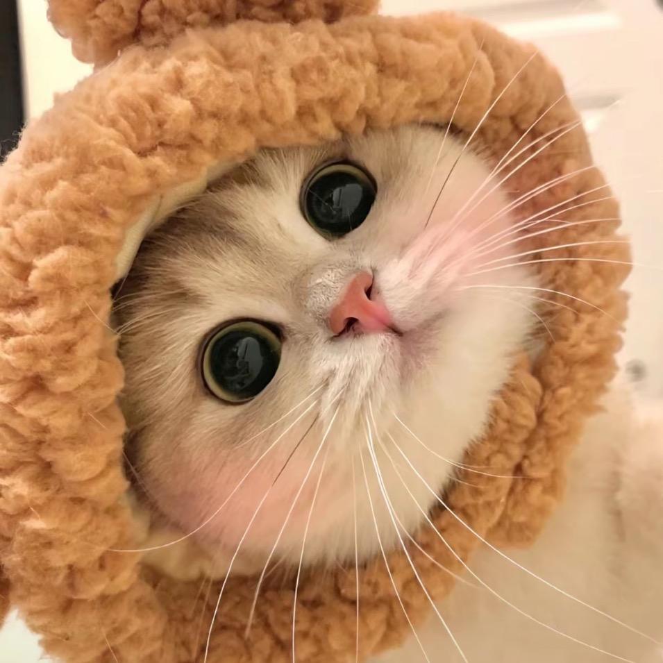 锦容、
