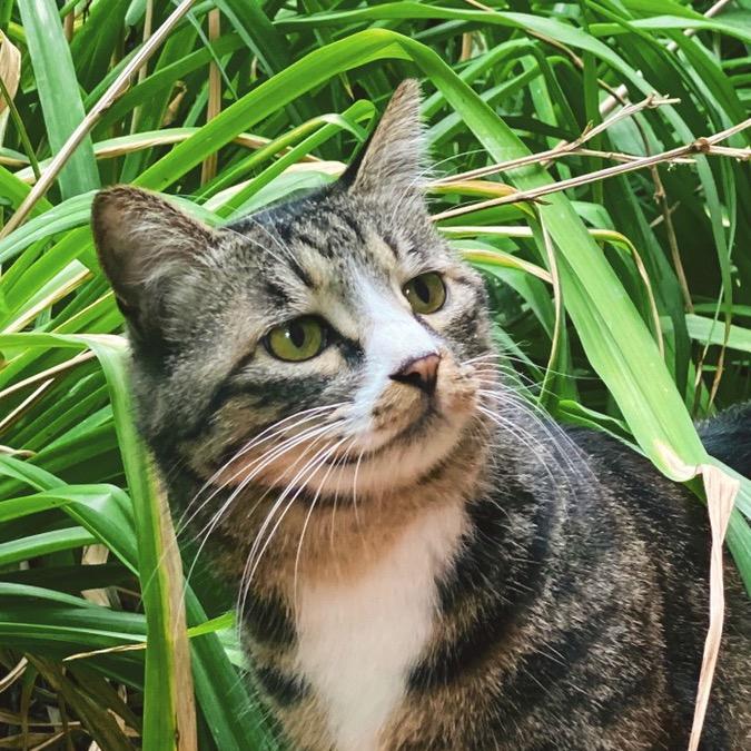 猫说不爱坐飞机