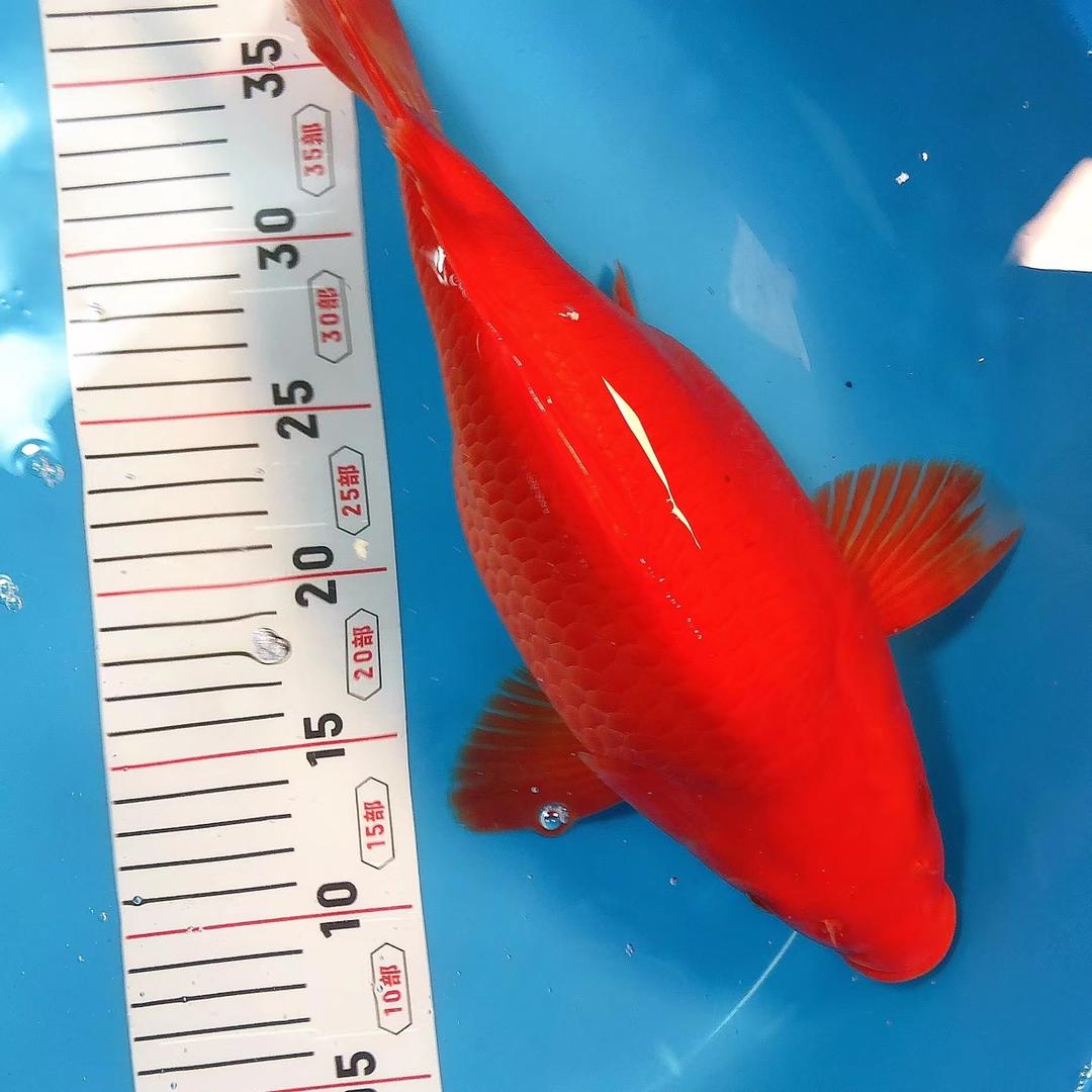 天博锦鲤养殖基地