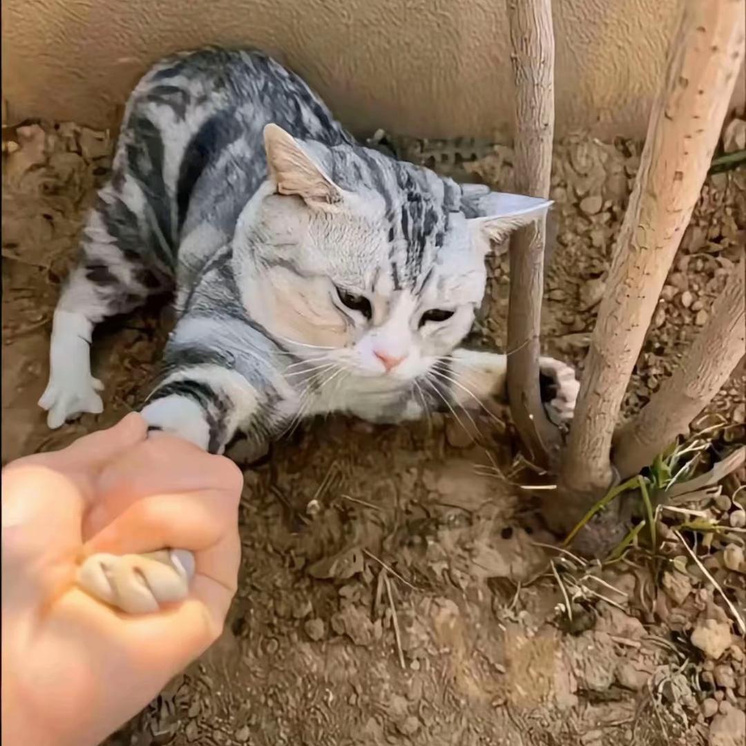 里拉