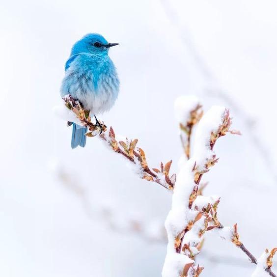 一只爱手工的蓝牙耳机（不定时直播）