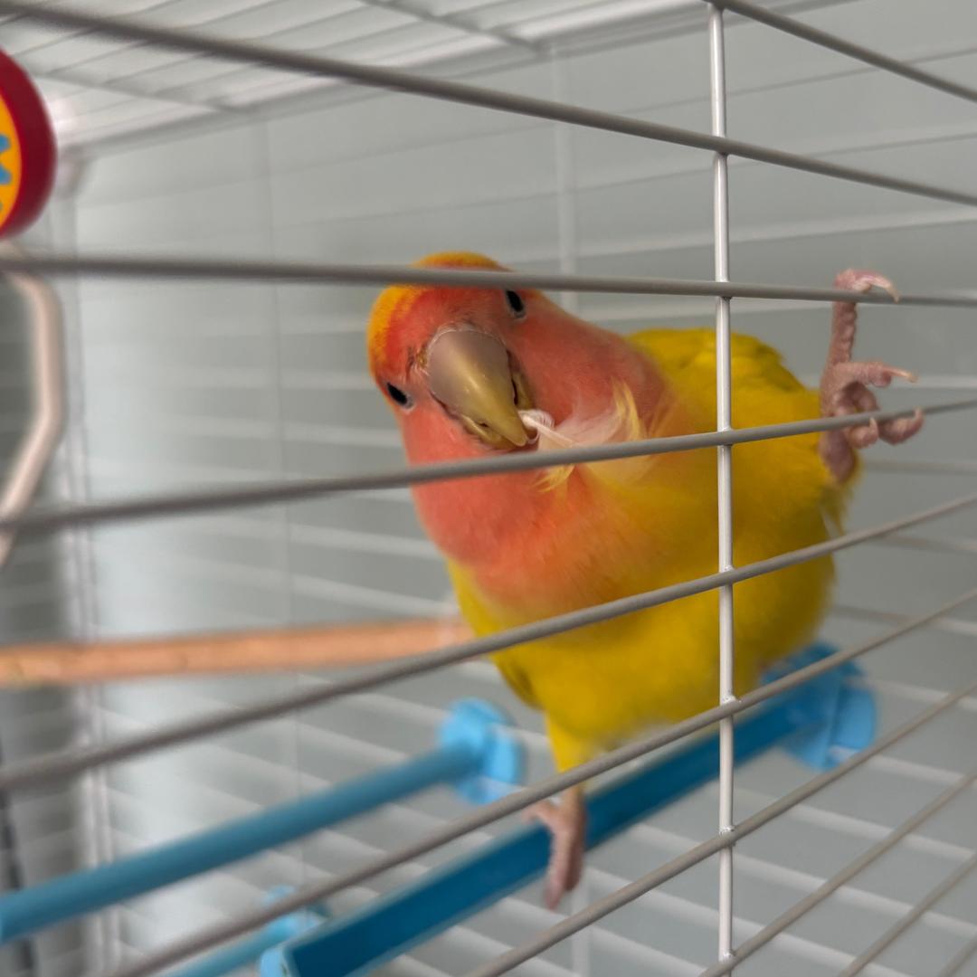 🦜饺子
